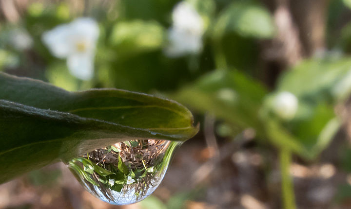 Three White Trilliums in a dew drop (on another White Trillium) / Michigan / 13 May 2018