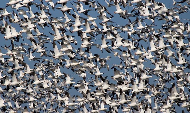 Snow Geese in flight by Bryan Pfeiffer