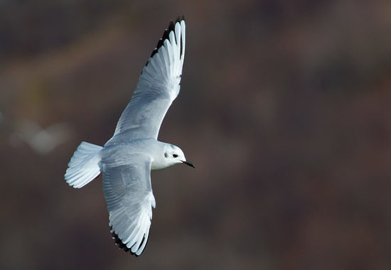 Bryan Pfeiffer presents a seminar and workshop on gull identification