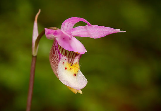 Calypso Orchid by Bryan Pfeiffer