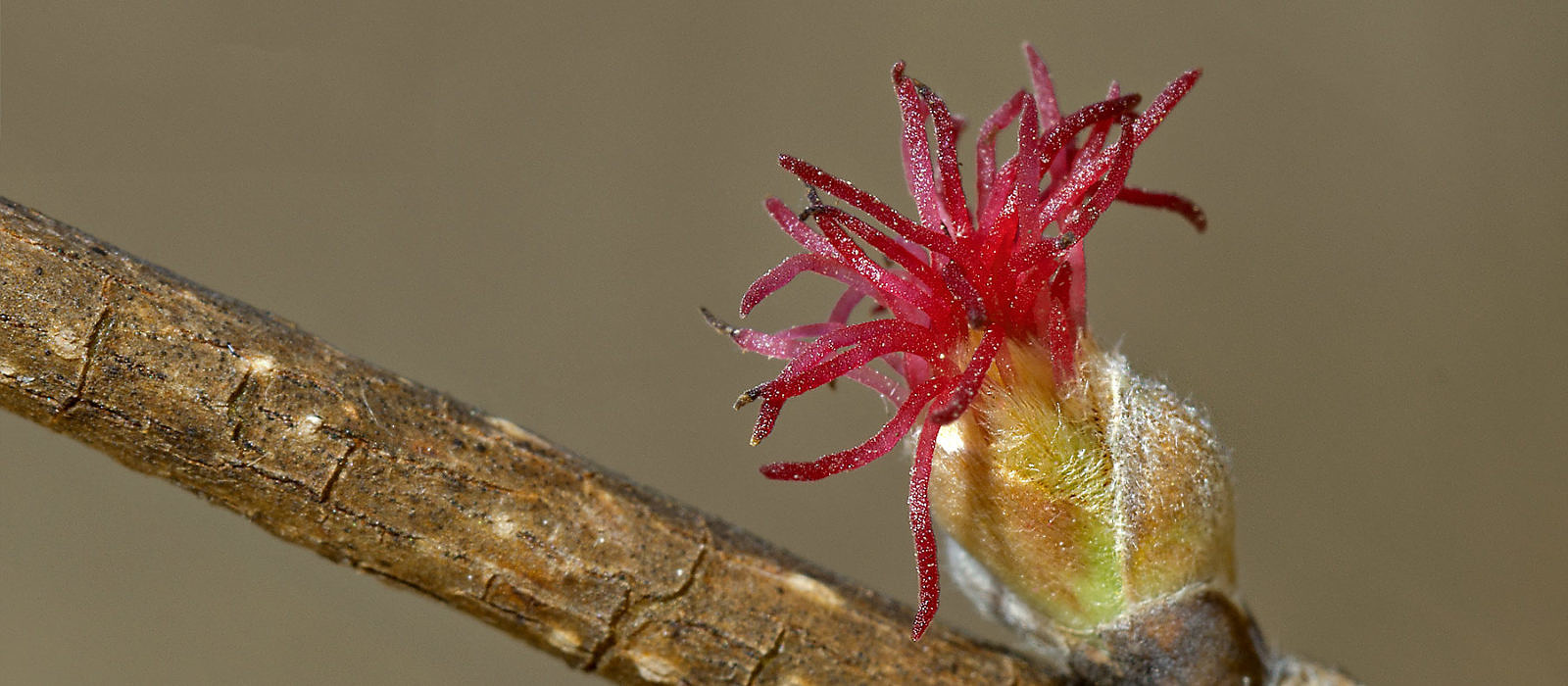 Beaked Hazelnut flower by Bryan Pfeiffer