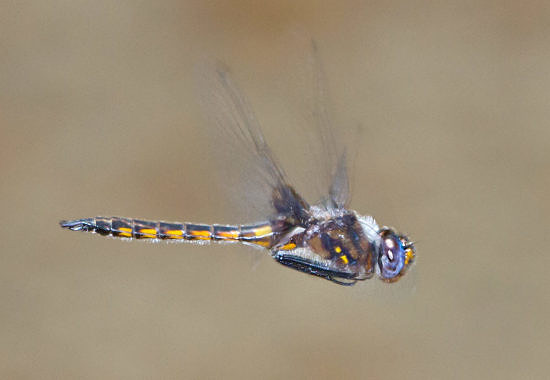Epitheca (Baskettail) in flight by Bryan Pfeiffer