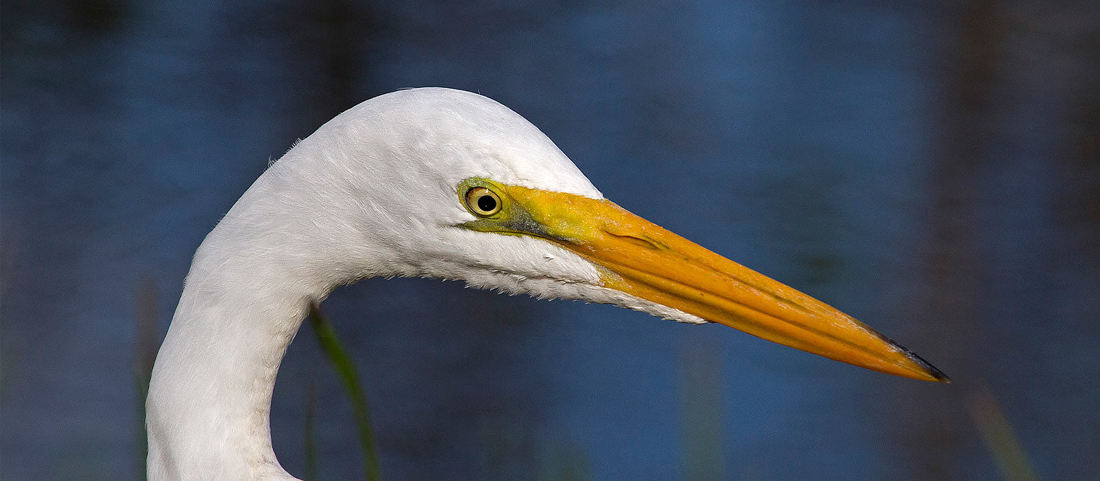 Great Egret by Bryan Pfeiffer