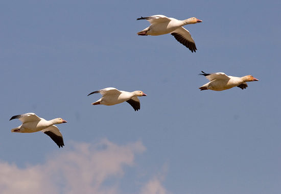 Greater Snow Geese in Vermont
