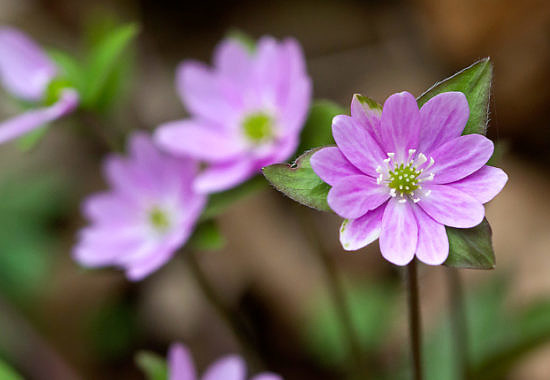 Hepatica by Bryan Pfeiffer