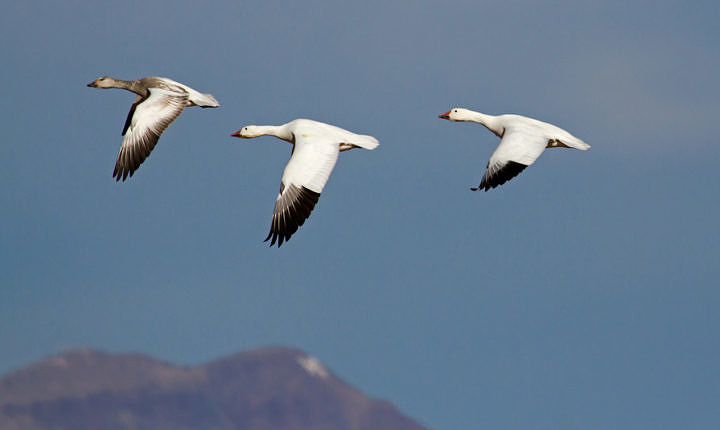 Lesser Snow Geese, New Mexico