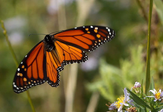 Monarch in migration