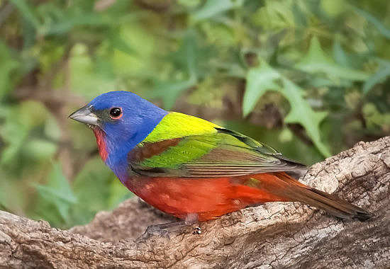 Painted Bunting by Bryan Pfeiffer