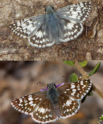 Checkered skipper (Pyrgus) species: top with the point-and-shoot and bottom with a Canon DSLR and 180mm macro lens.