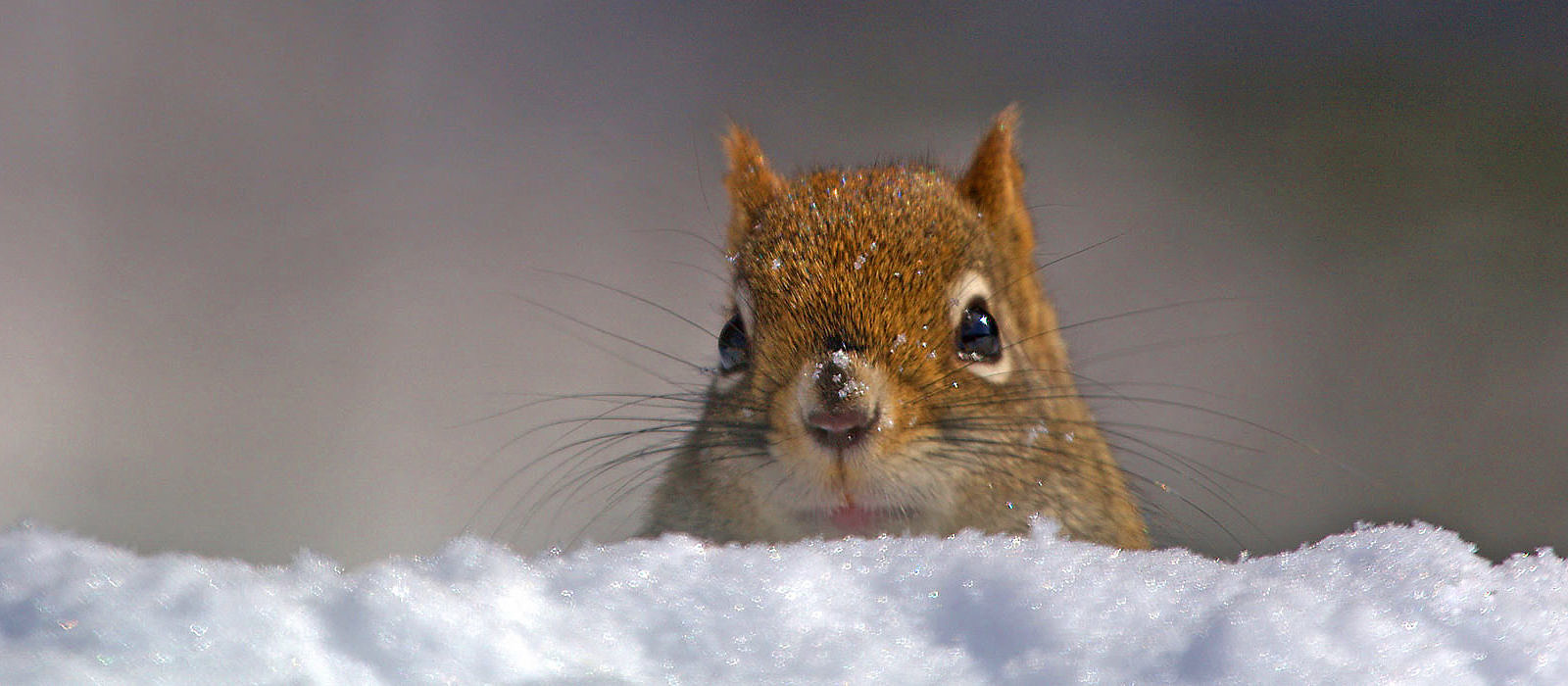 Red Squirrel by Bryan Pfeiffer
