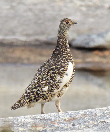Rock Ptarmigan (Norway) from about 30 feet away in good light, shot with a Panasonic Lumix DMC-ZS40. Not a bad shot online, but nothing you’d want to print at a reasonable size for a frame. Click and zoom for a closer look to see the fuzziness.