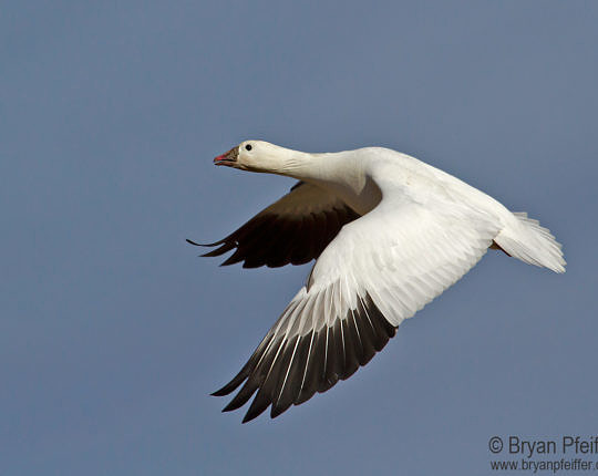 Ross's Goose at Bosque del Apache National Wildlife Refuge