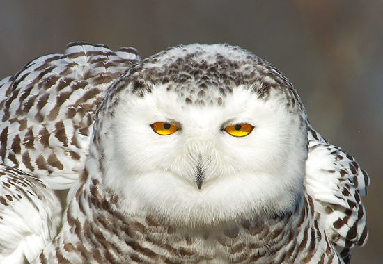 Snowy Owl by Bryan Pfeiffer