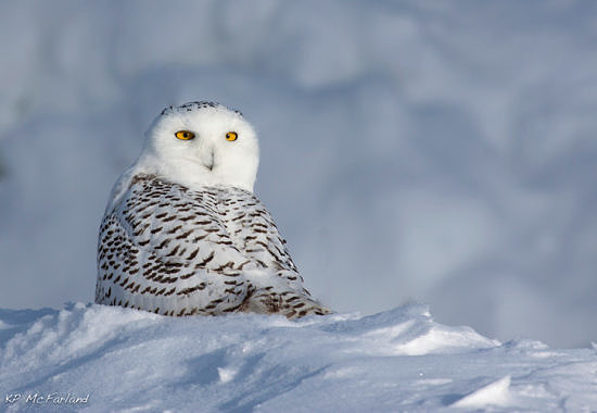Snowy Owl, Vermont