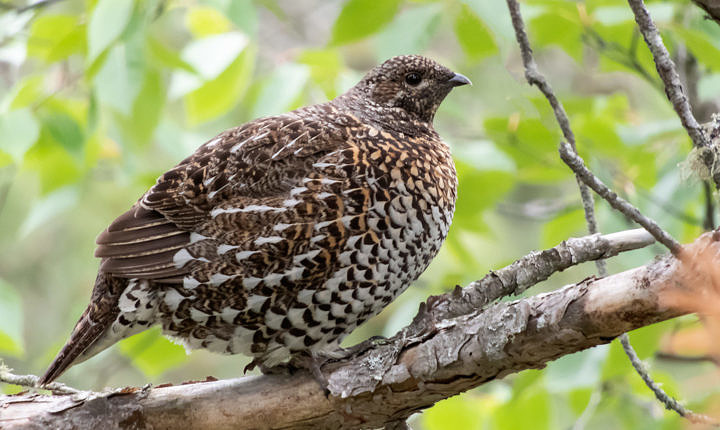 Spruce Grouse, shot with the Nikon B700 from about 40 feet away at full zoom.