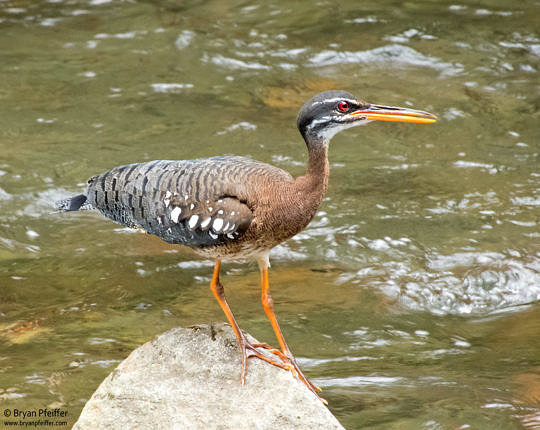 A Sunbittern shot with the Nikon B700 in Costa Rica, with a relatively slow shutter of 1/80th. Image stabilization works well on these super-zooms.
