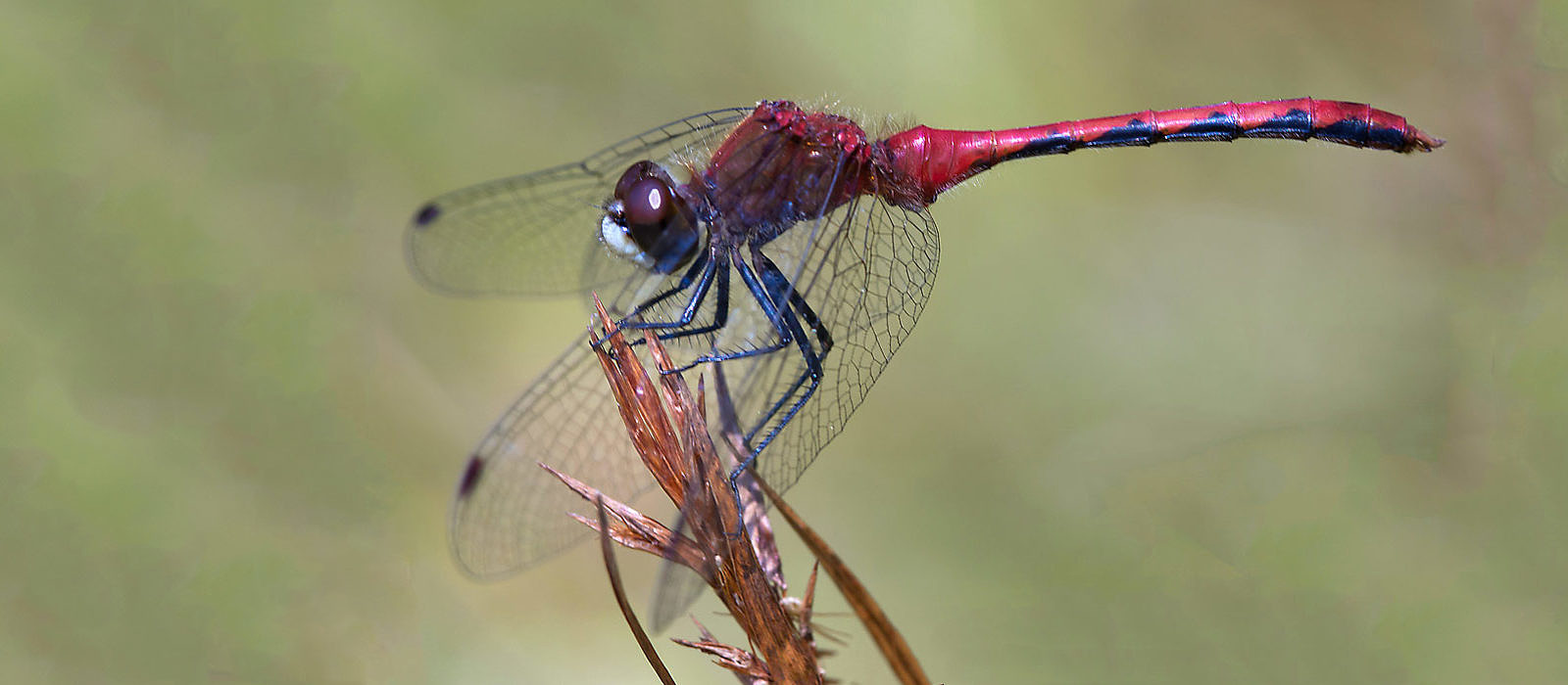 Dragonfly and Damselfly Photography by Bryan Pfeiffer