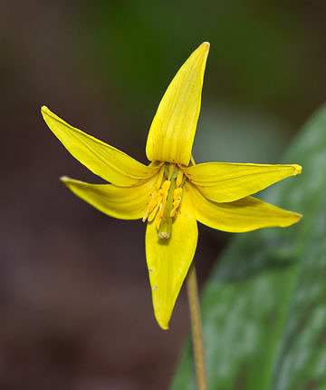 Trout Lily - Vermont