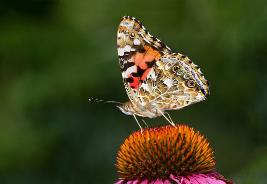 Vanessa cardui (Painted Lady) by Bryan Pfeiffer