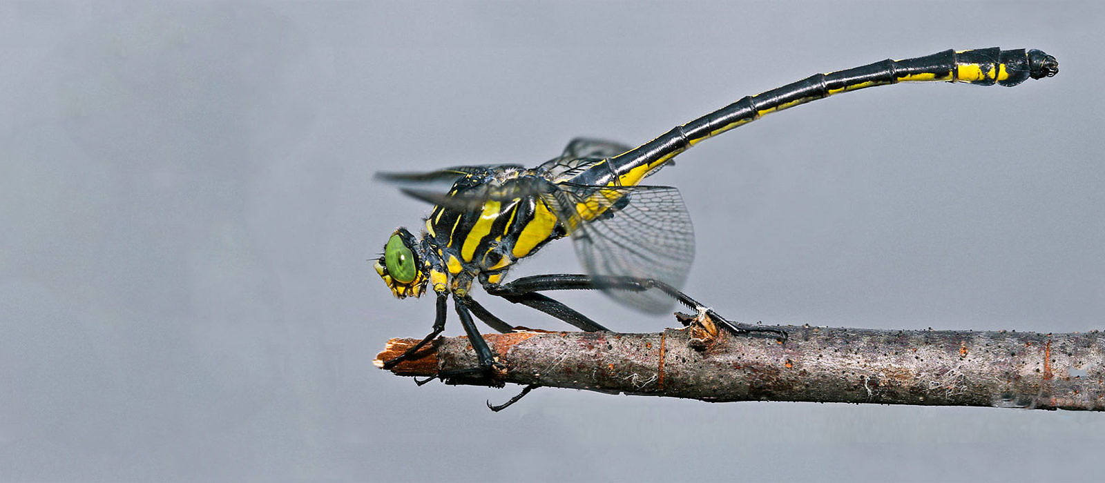 Dragonhunter (Hagenius brevistylus)