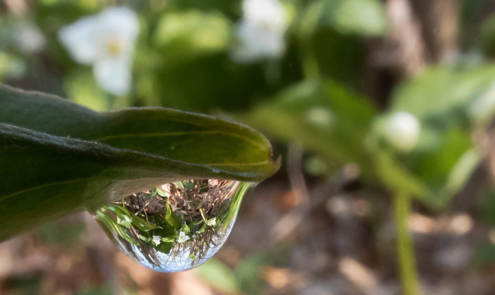 Three White Trilliums in a dew drop (on another White Trillium), shot with my Nikon B700 at a crazy-slow shutter speed of 1/25th.