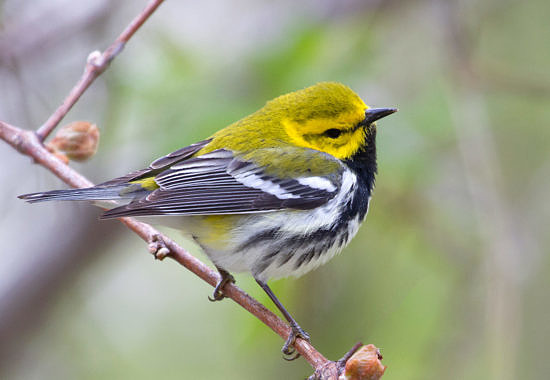 Black-throated Green Warbler by Bryan Pfeiffer