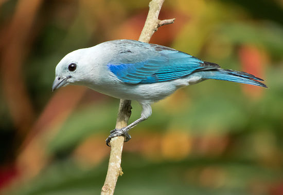 Blue-Gray Tanager by Bryan Pfeiffer, Costa Rica