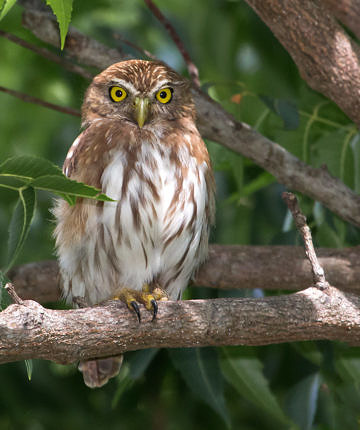 Ferruginous Pygmy-Owl - Costa Rica