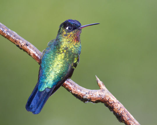 Fiery-throated Hummingbird - Costa Rica