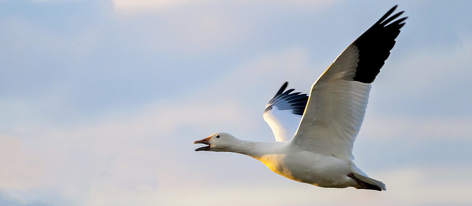 Greater Snow Goose, Vermont