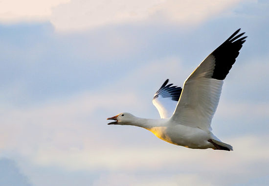 Snow Goose by Bryan Pfeiffer
