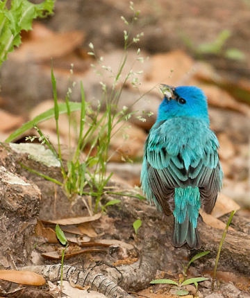 Indigo Bunting (Passerina cyanea) - lots of folks are seeing them at the feeders this spring 