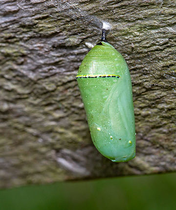 You can just see developing wings in this chrysalis 