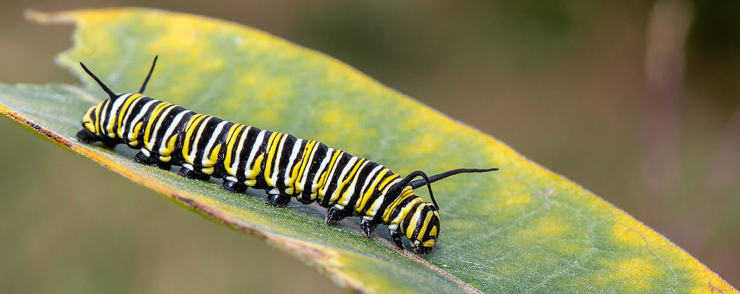 Monarch larva on Monhegan Island