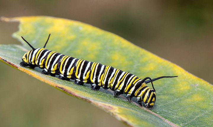 A late instar Monarch larva, just before pupating here on Monhegan Island
