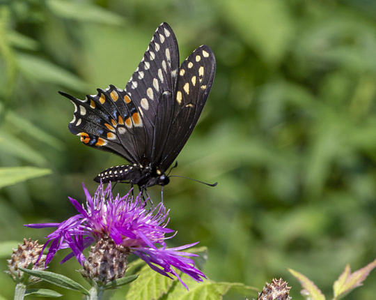 Black Swallowtail (Papilio polyxenes) 