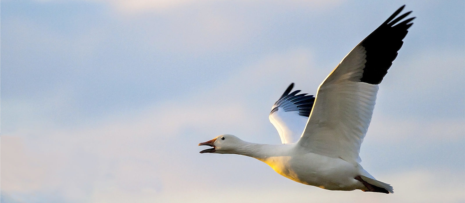 Snow Geese by Bryan Pfeiffer