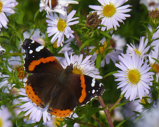 Red Admiral on aster