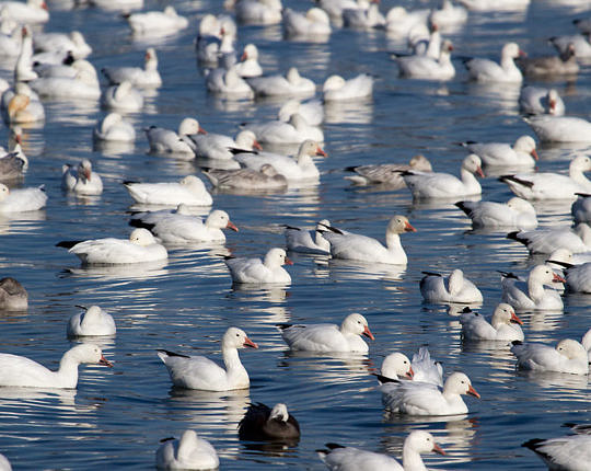 A Ross's Goose among Greater Snow Geese on Lake Champlain in New York