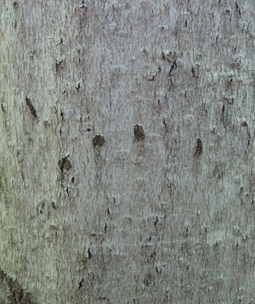 Claw marks on American Beech