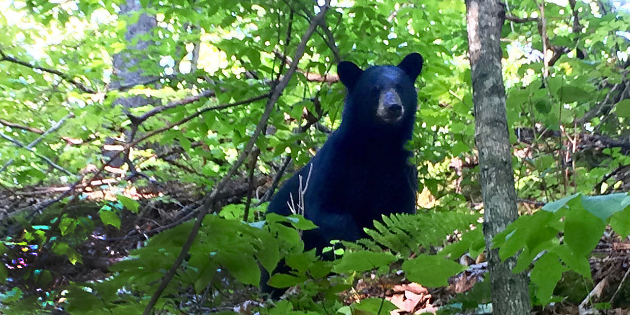 black-bear-grace-glynn | Bryan Pfeiffer