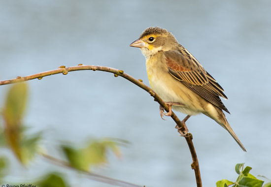 Dickcissel by Bryan Pfeiffer