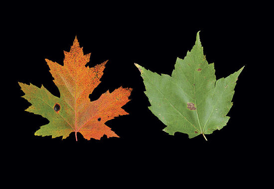 Maple leaves by Jerry Jenkins
