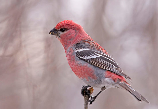 Pine Grosbeak by Bryan Pfeiffer