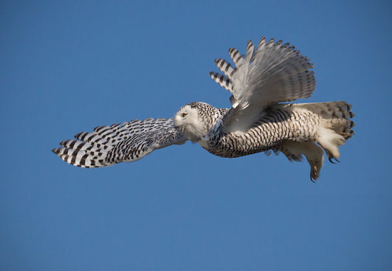 Snowy Owl in flight by Bryan Pfeiffer