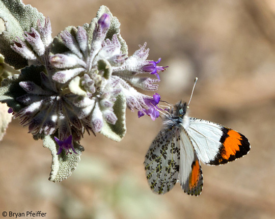 Sara Orangetip (Anthocharis sara) nectaring on Desert Lavender (Hyptis emoryi) in California's Anza-Borrego Desert State Park