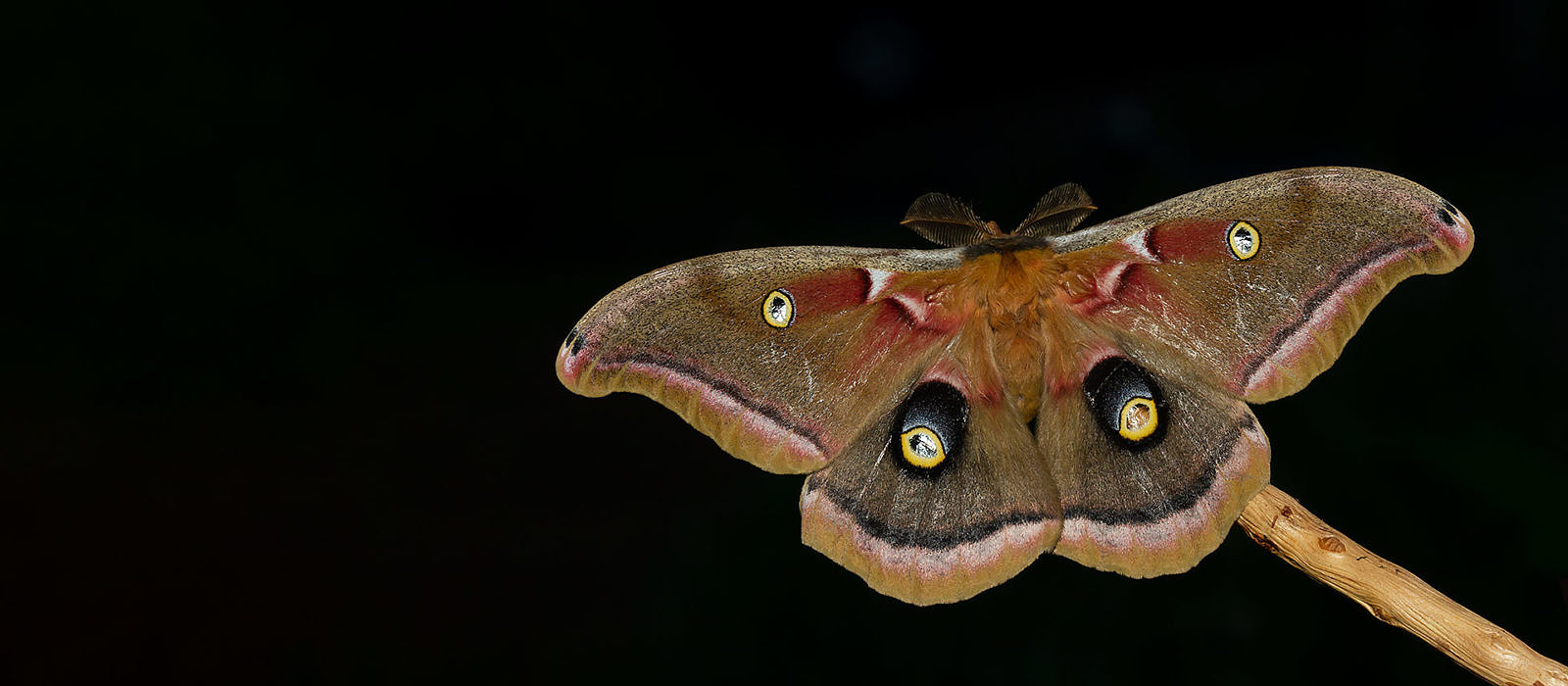 Polyphemus Moth (Antheraea polyphemus) by Bryan Pfeiffer