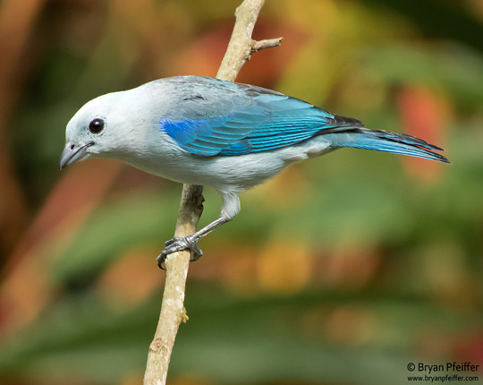 Blue-Gray Tanager / Costa Rica
