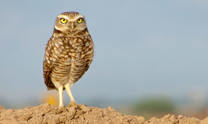 Burrowing Owl / Salton Sea, California