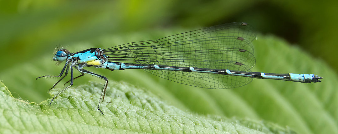 Aurora Damsel (Chromagrion conditum) is among the first damselflies in the wing here in the north.